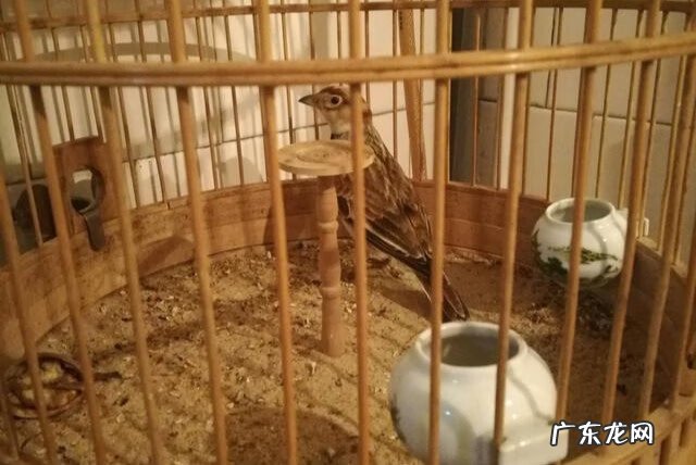 家庭养鸟与风水有什么关系 家里养鸟的风水禁忌有哪些