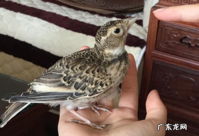 家庭养鸟与风水有什么关系 家里养鸟的风水禁忌有哪些