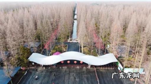 崇明森林公园介绍,公园准备改造了吗,崇明新开的公园