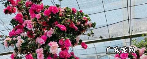 西洋鹃与杜鹃的区别图片,西洋杜鹃和中国杜鹃有什么差异