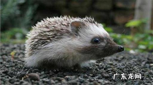 家养刺猬应该给他吃这些东西吗 刺猬吃什么食物为生