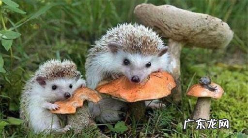 家养刺猬应该给他吃这些东西吗 刺猬吃什么食物为生