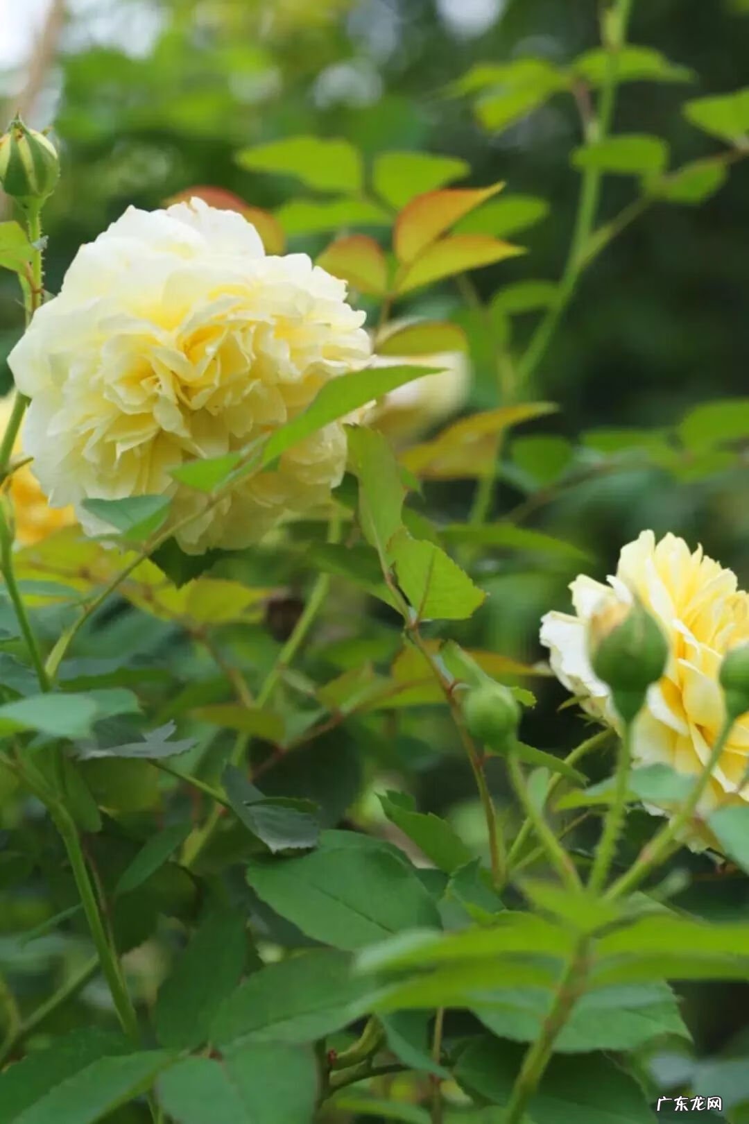 崇州有啥子好耍的 崇州风水大师