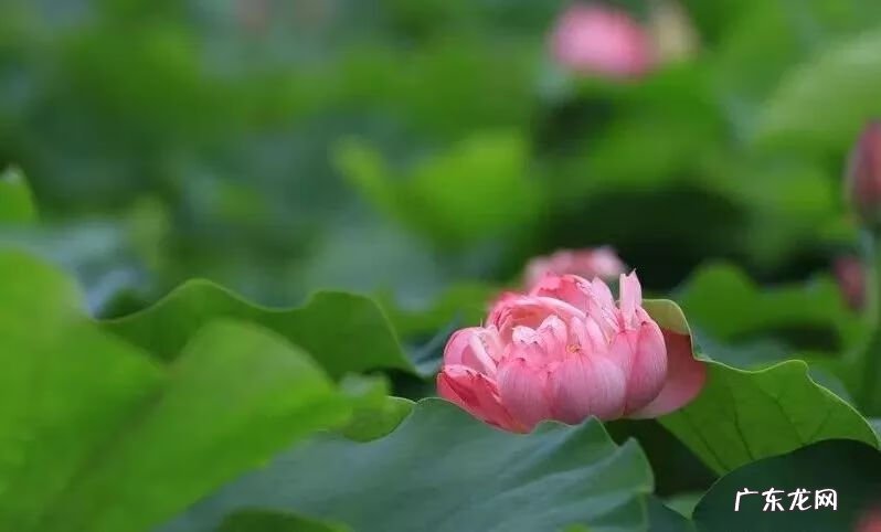 崇州有啥子好耍的 崇州风水大师