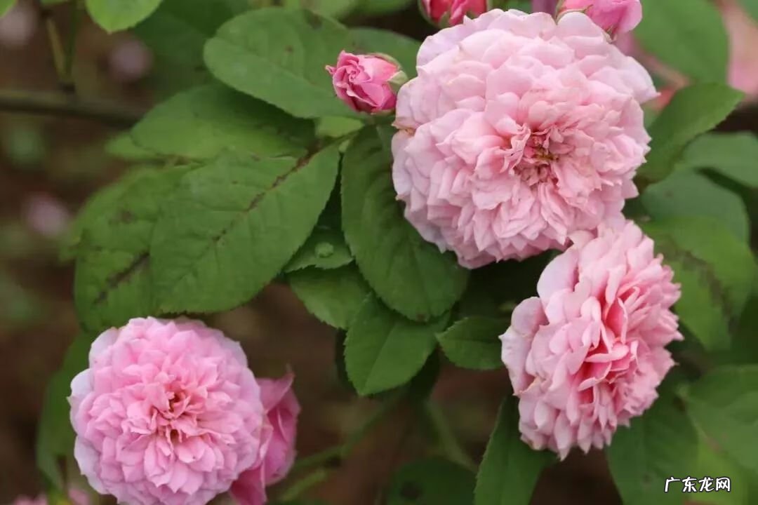 崇州有啥子好耍的 崇州风水大师