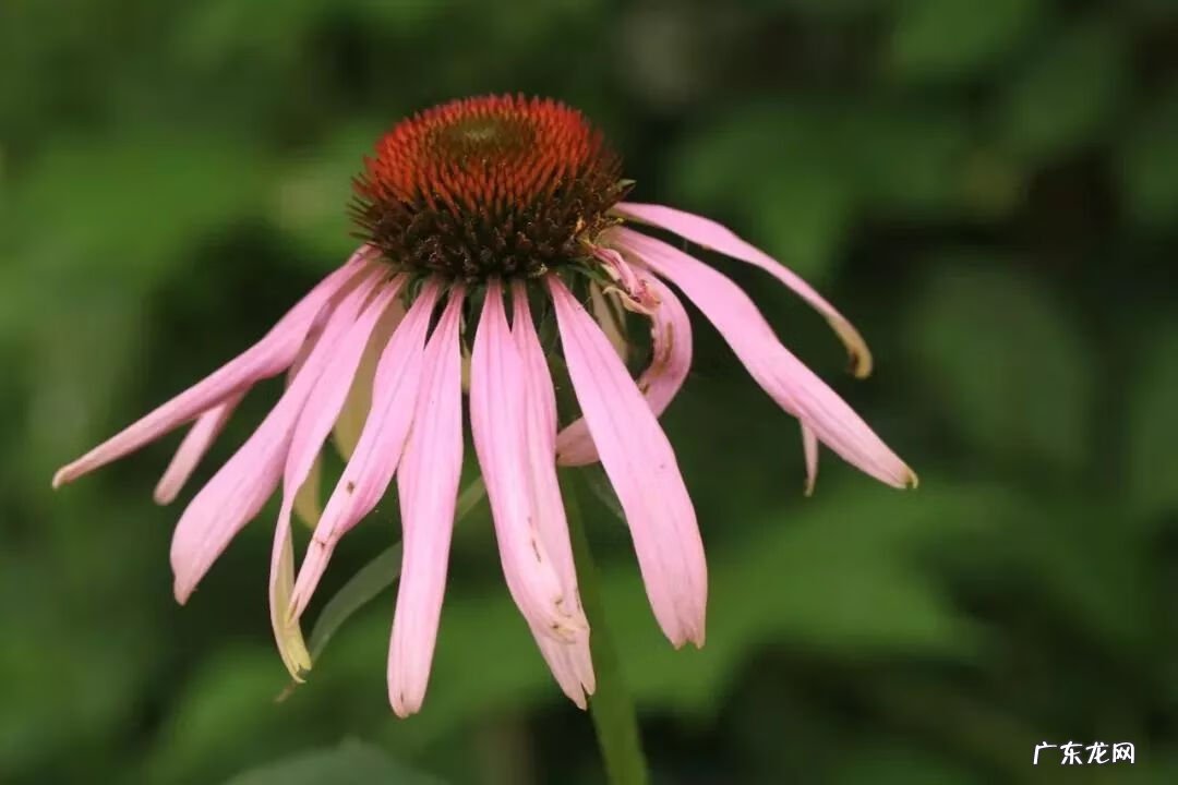 崇州有啥子好耍的 崇州风水大师