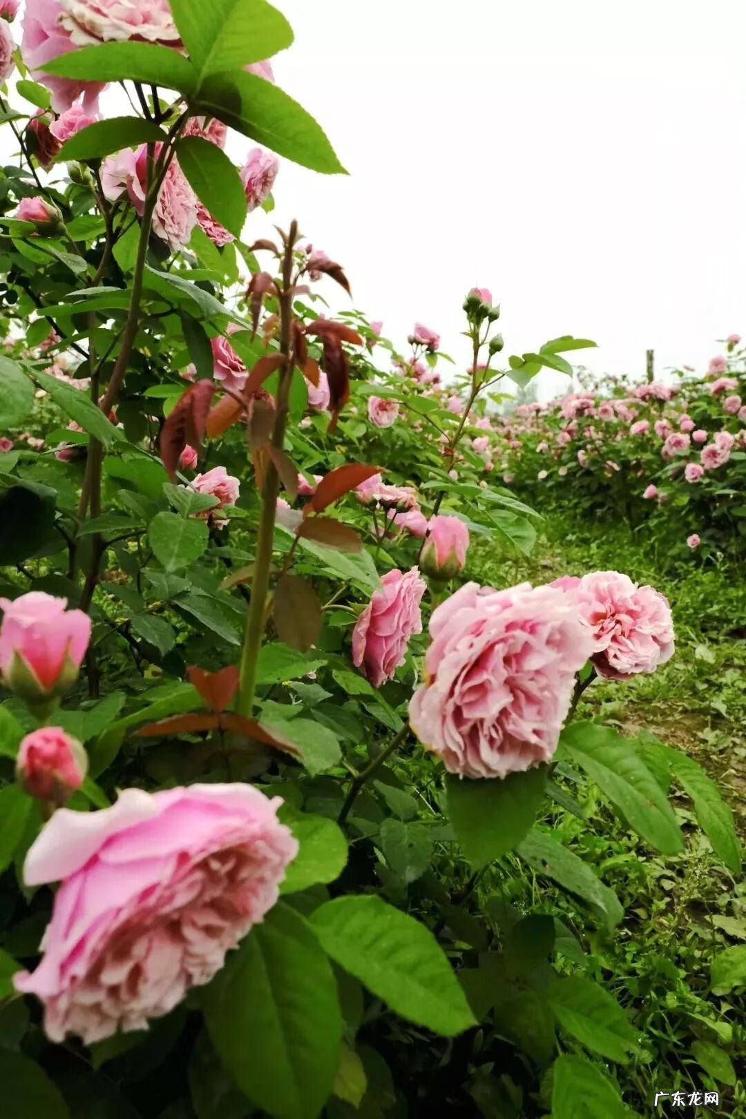 崇州有啥子好耍的 崇州风水大师
