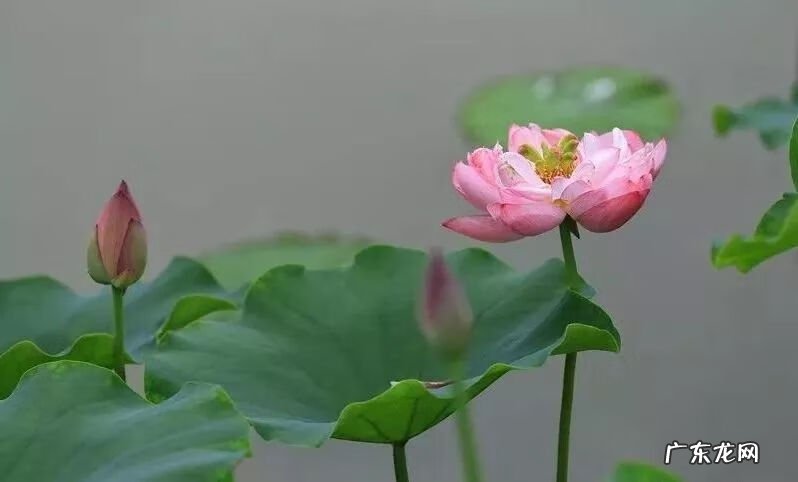 崇州有啥子好耍的 崇州风水大师