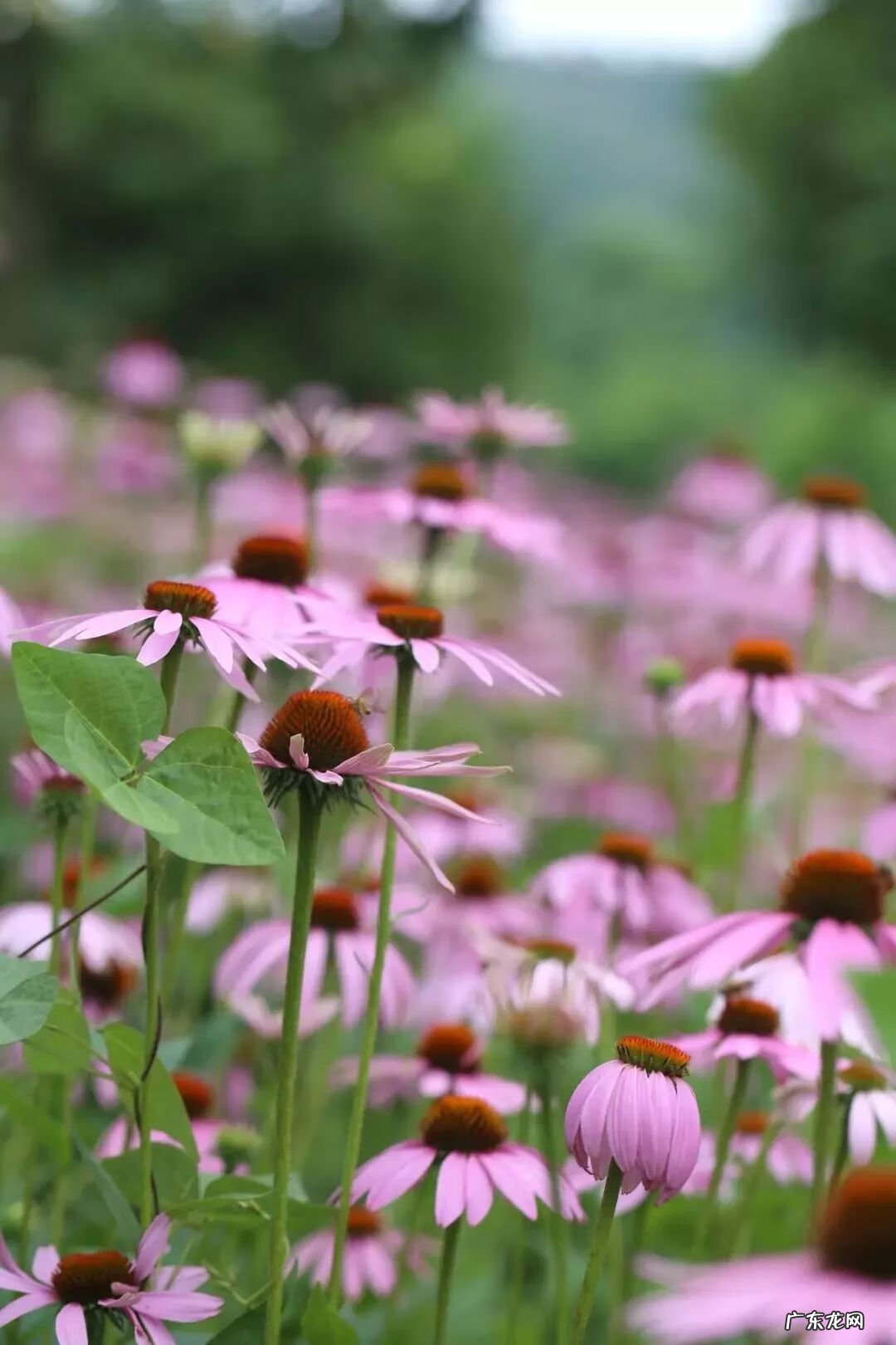 崇州有啥子好耍的 崇州风水大师