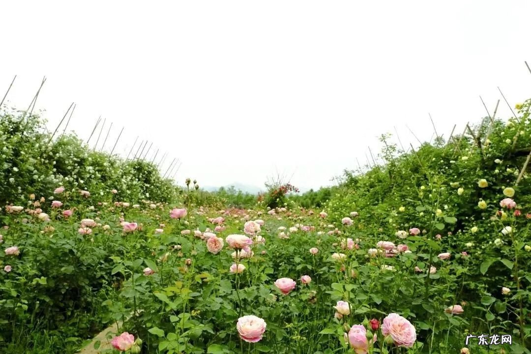 崇州有啥子好耍的 崇州风水大师