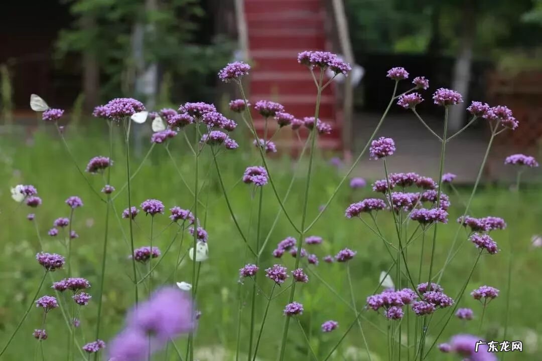 崇州有啥子好耍的 崇州风水大师