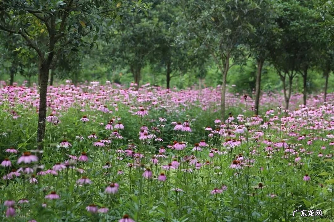崇州有啥子好耍的 崇州风水大师