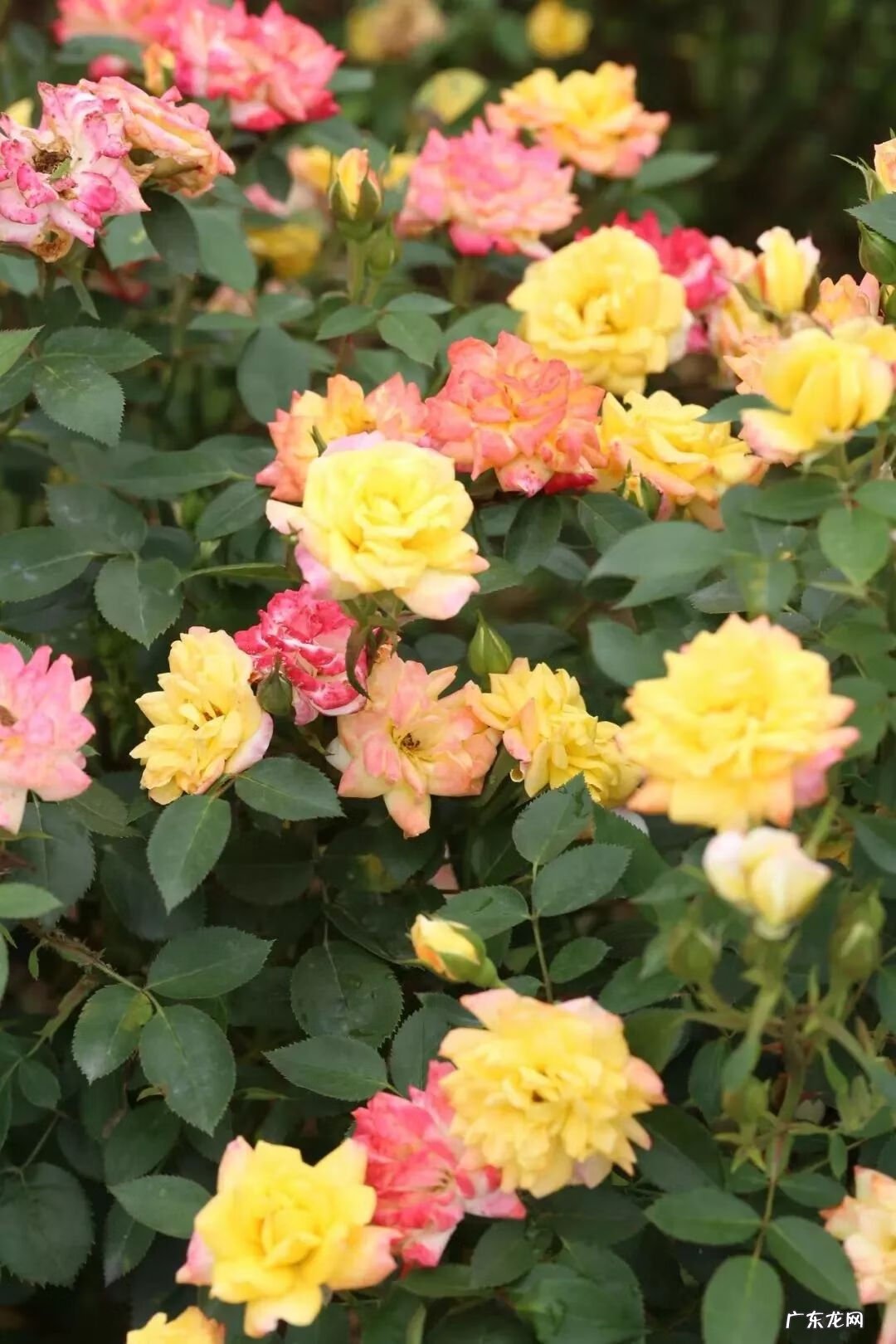 崇州有啥子好耍的 崇州风水大师