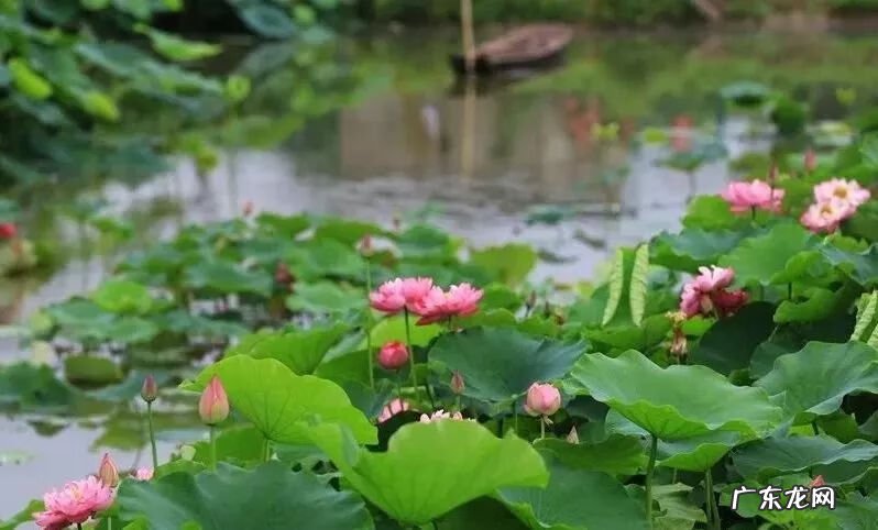 崇州有啥子好耍的 崇州风水大师
