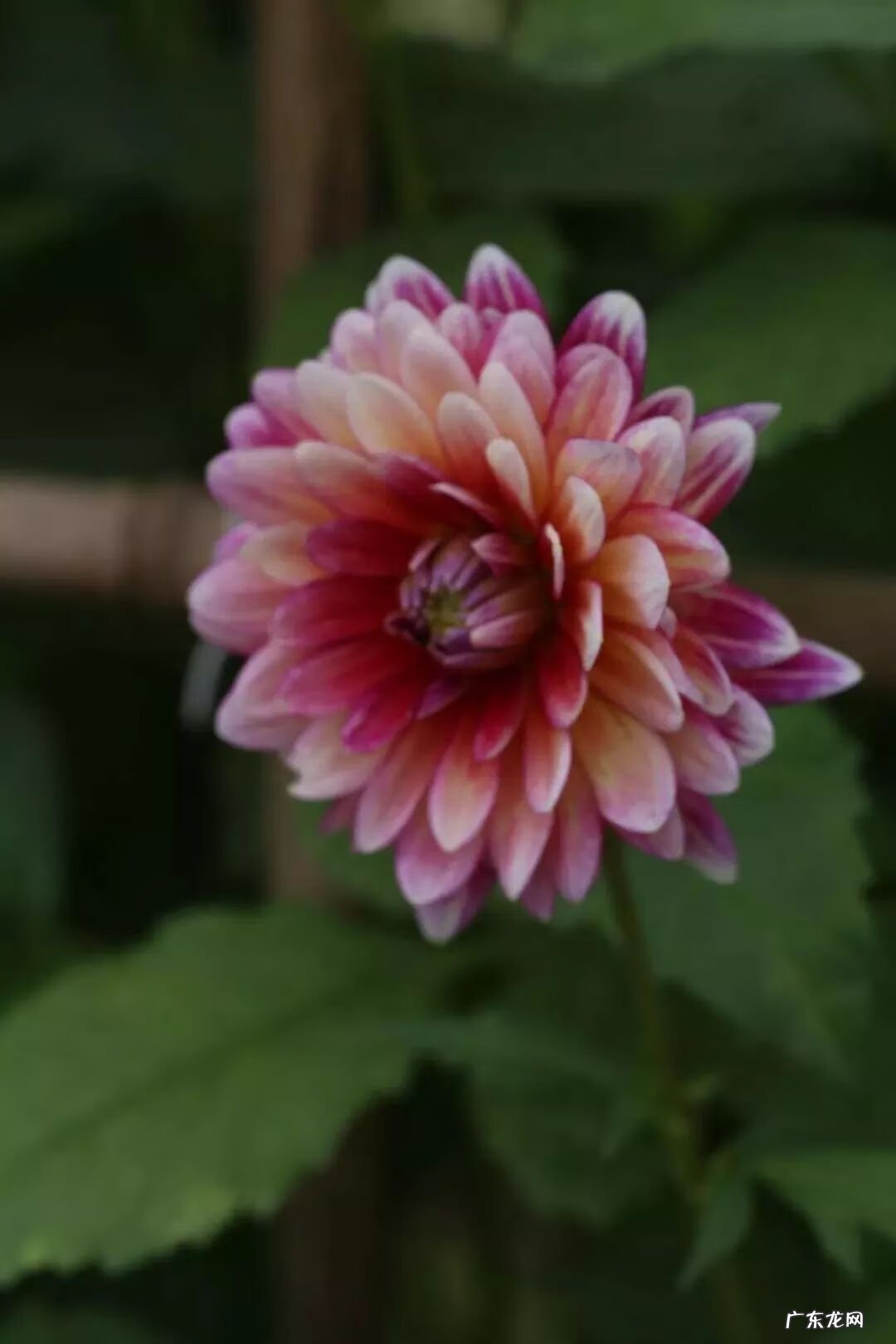 崇州有啥子好耍的 崇州风水大师