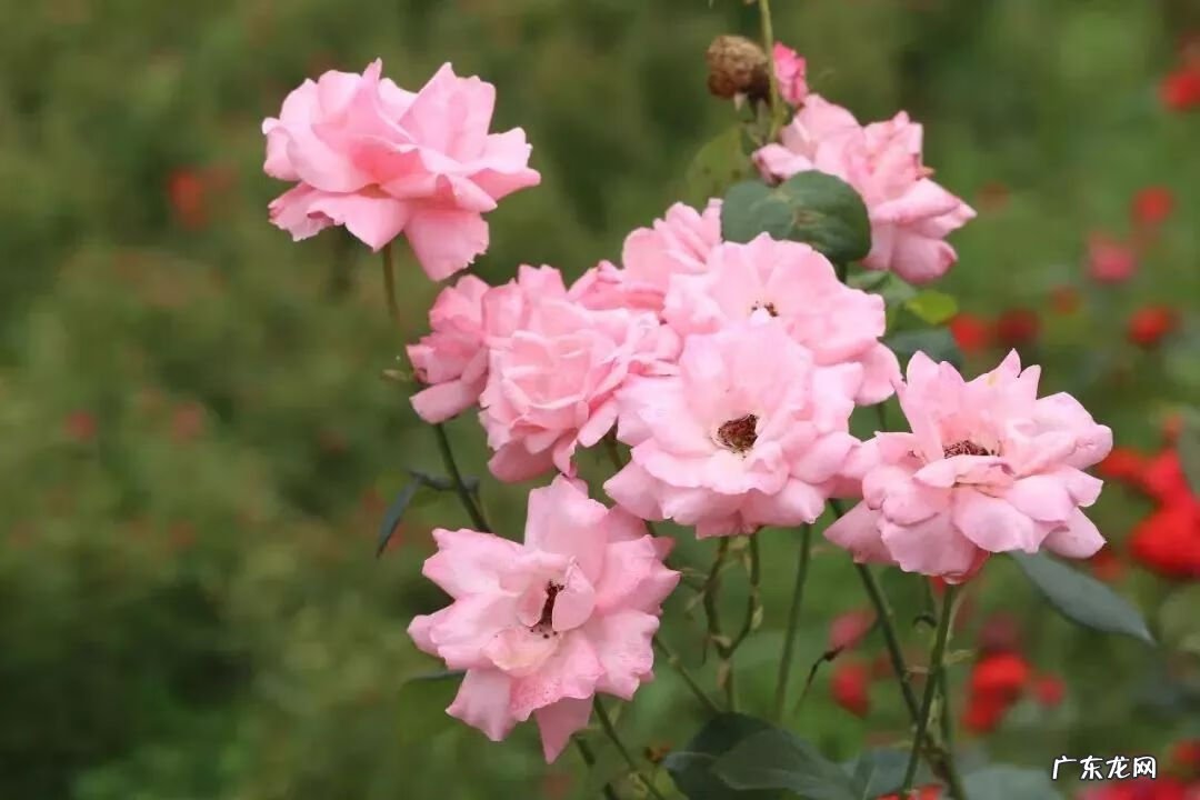 崇州有啥子好耍的 崇州风水大师