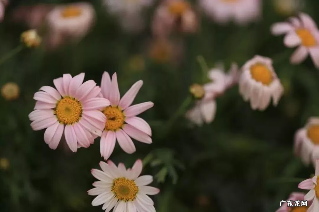 崇州有啥子好耍的 崇州风水大师