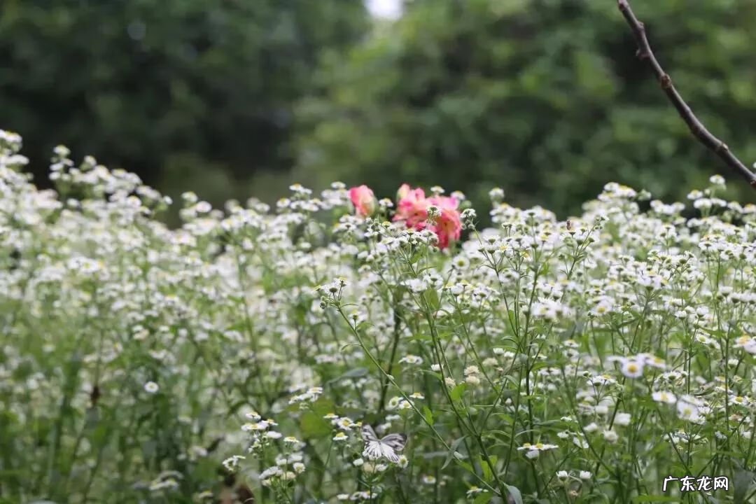 崇州有啥子好耍的 崇州风水大师