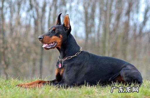 牧羊犬的种类图片，牧羊犬图片大全图片欣赏
