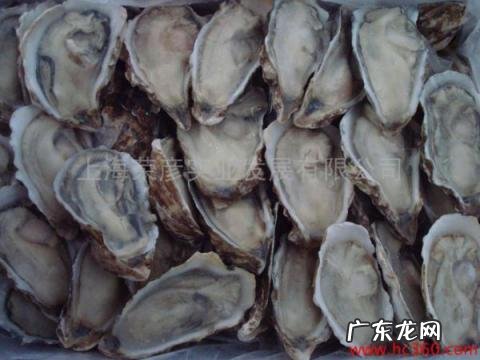 生蚝可以冷冻储存吗多久,生蚝可以冷冻吗 生蚝怎么保存