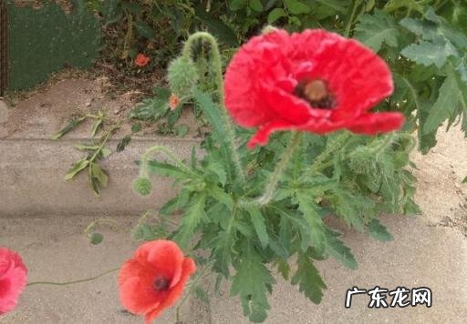 深宫曲倾情是什么意思,倾城打造是什么意思