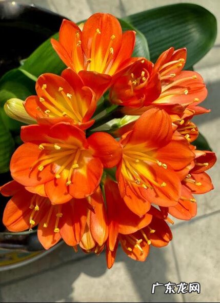 家里养哪些花风水好 家里养什么花草好风水