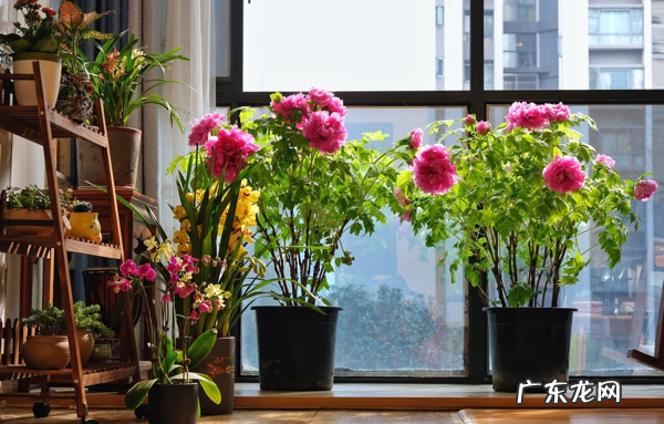 家里养哪些花风水好 家里养什么花草好风水