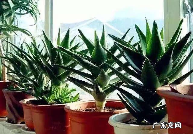 家里养哪些花风水好 家里养什么花草好风水