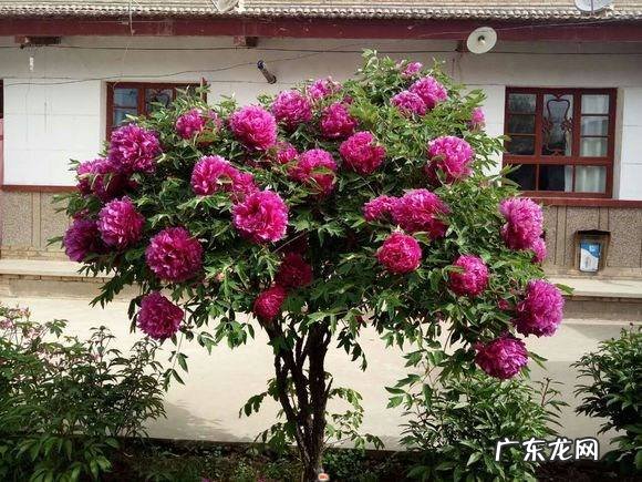 家里养哪些花风水好 家里养什么花草好风水