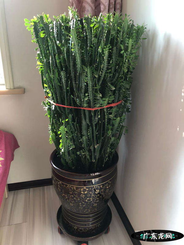 家里养哪些花风水好 家里养什么花草好风水