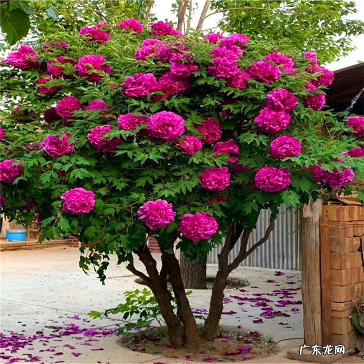 家里养哪些花风水好 家里养什么花草好风水