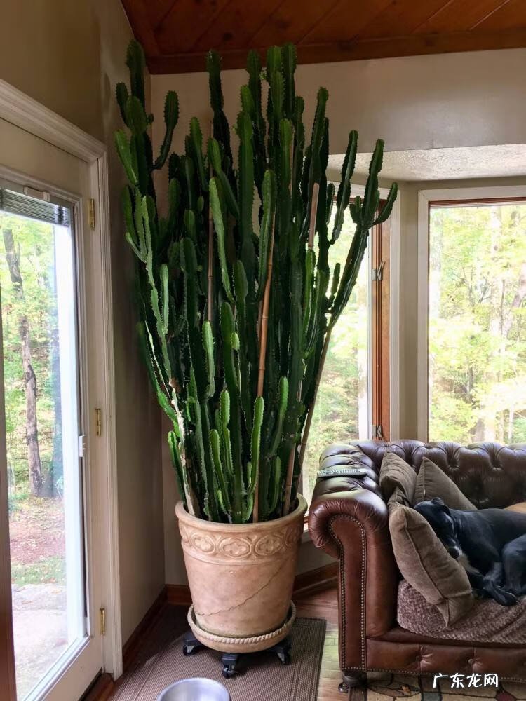 家里养哪些花风水好 家里养什么花草好风水