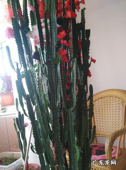 家里养哪些花风水好 家里养什么花草好风水