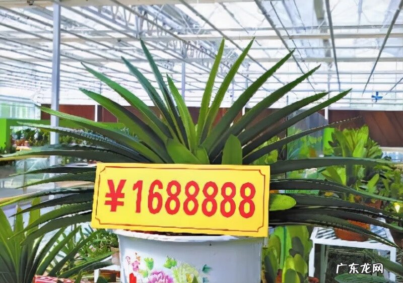 家里养哪些花风水好 家里养什么花草好风水