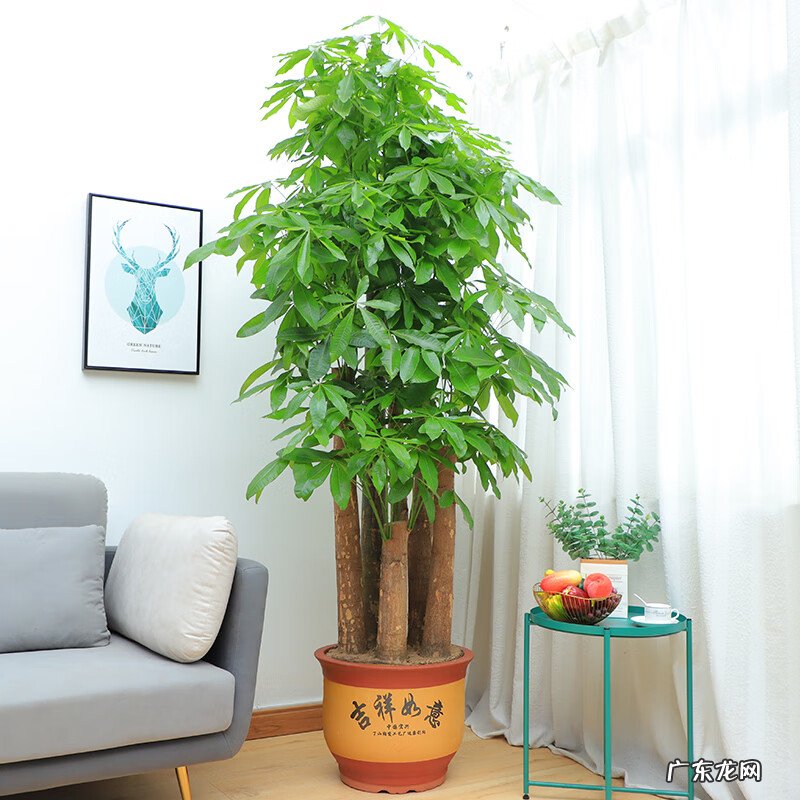 家里养哪些花风水好 家里养什么花草好风水