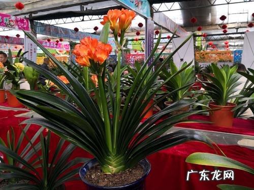 家里养哪些花风水好 家里养什么花草好风水