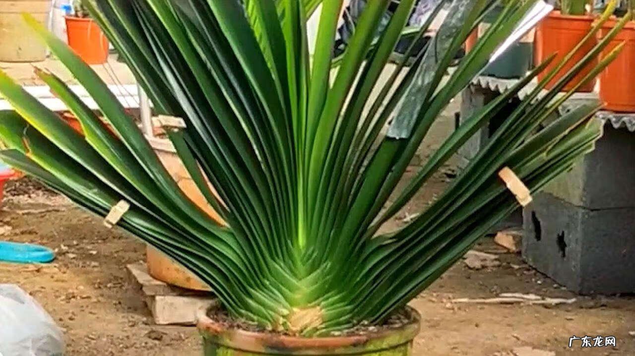 家里养哪些花风水好 家里养什么花草好风水