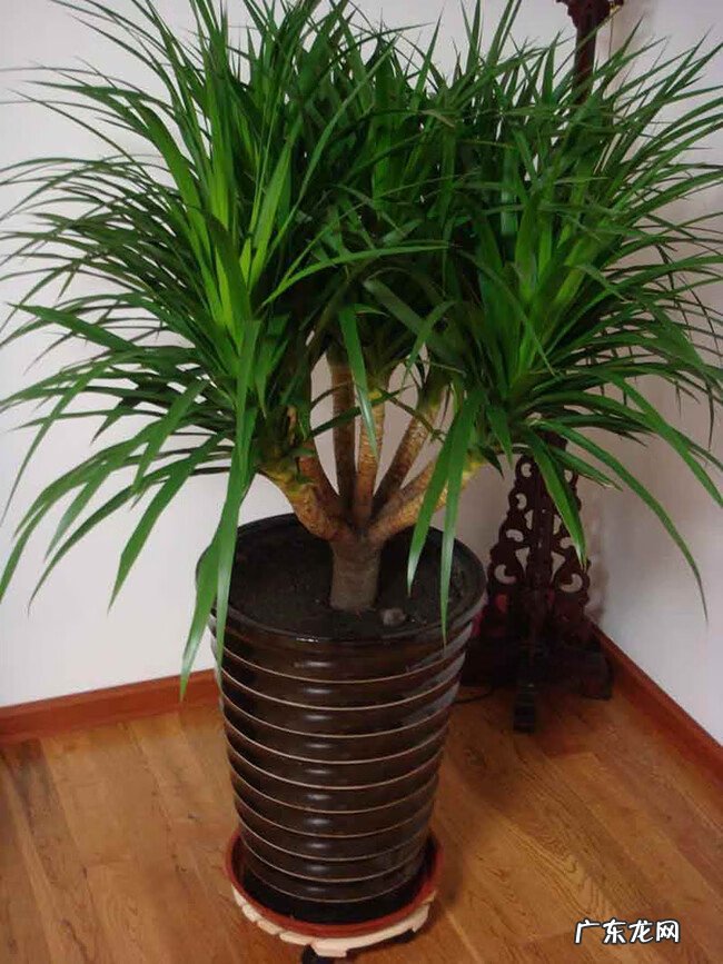 家里养哪些花风水好 家里养什么花草好风水