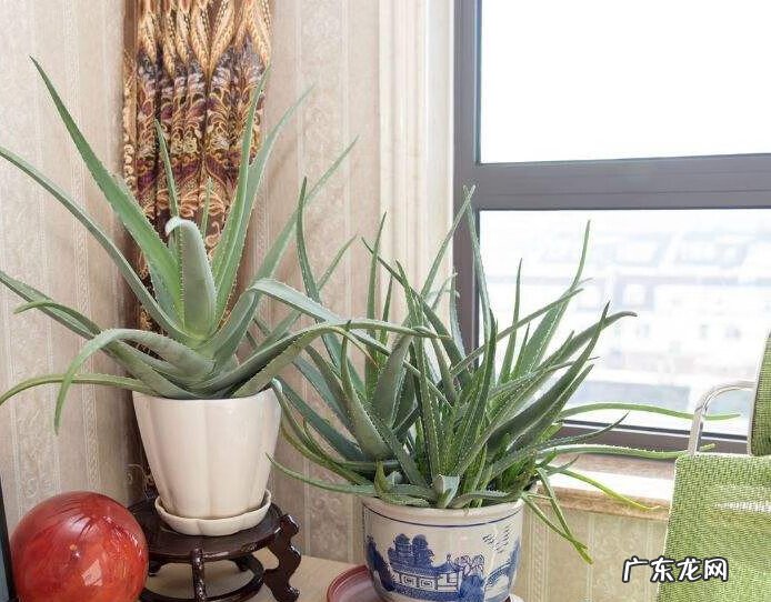 家里养哪些花风水好 家里养什么花草好风水