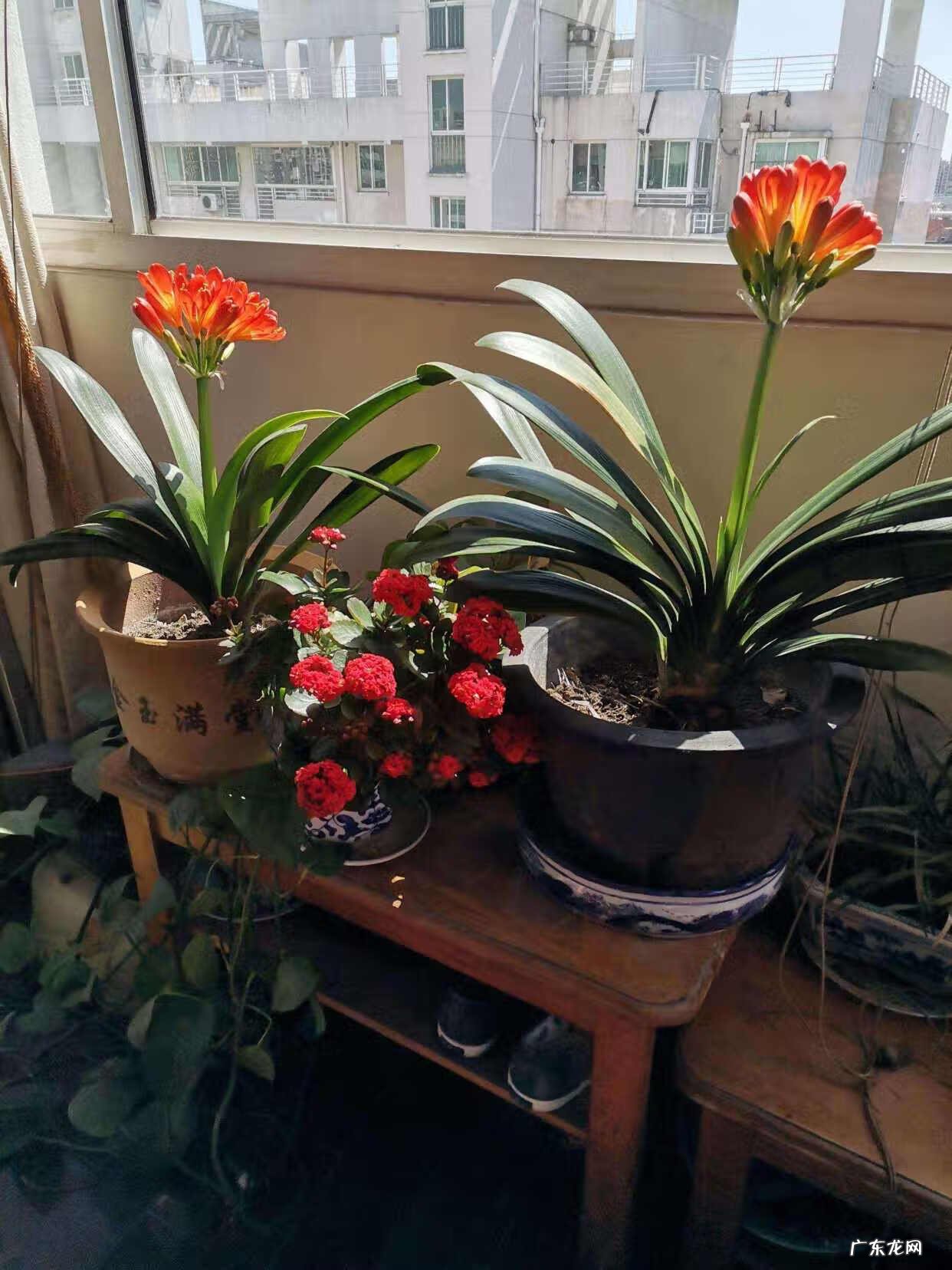 家里养哪些花风水好 家里养什么花草好风水