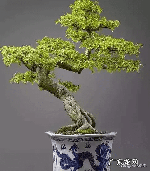 榆树可以放室内吗 室内榆树落叶