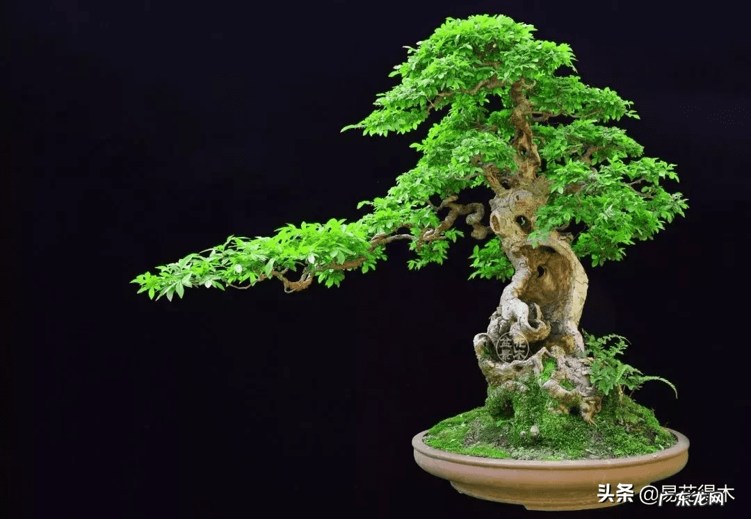 榆树可以放室内吗 室内榆树落叶