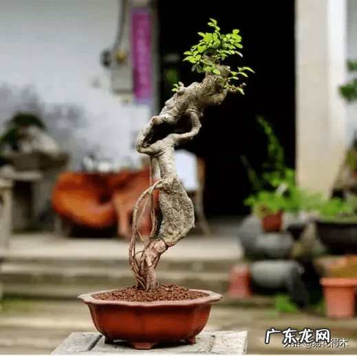 榆树可以放室内吗 室内榆树落叶