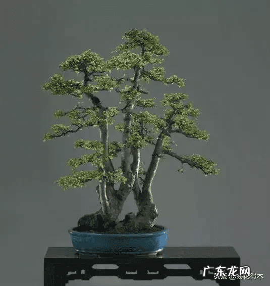 榆树可以放室内吗 室内榆树落叶