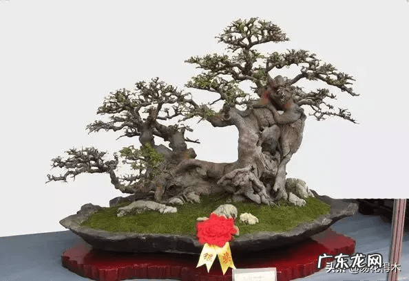 榆树可以放室内吗 室内榆树落叶