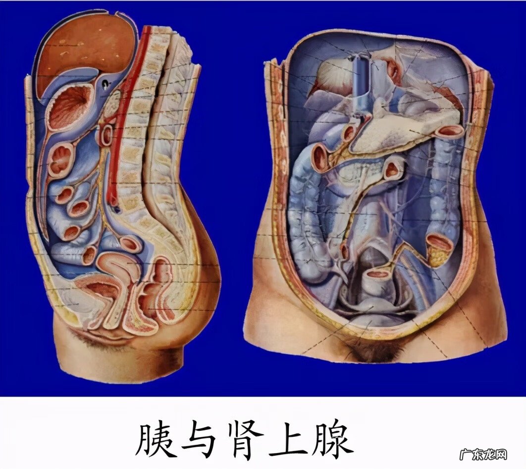 腺体是什么样子 腺体是什么意思