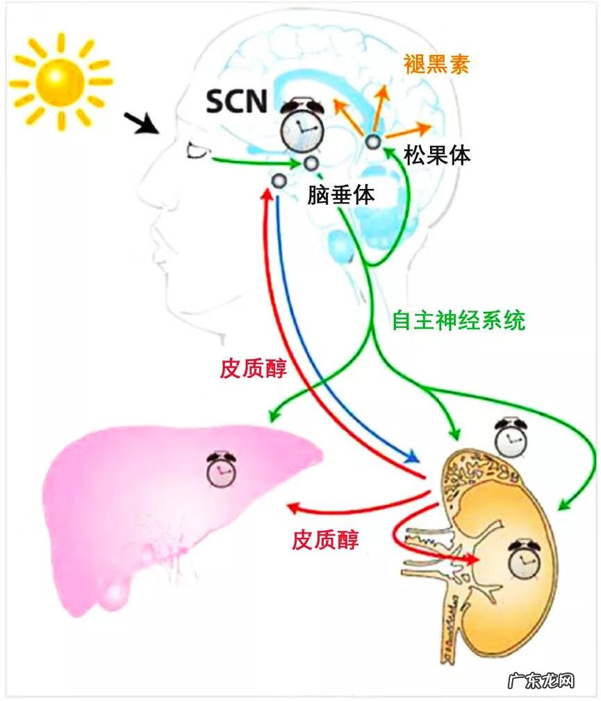 腺体是什么样子 腺体是什么意思