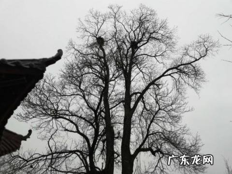 树无根不长人无志不立什么意思二年级,树无根不长人无志不立什么意思秒懂百科