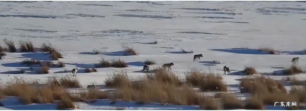 雪顶妖兽 雪灵兽