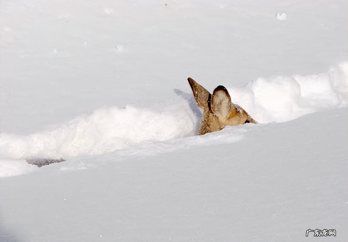雪顶妖兽 雪灵兽